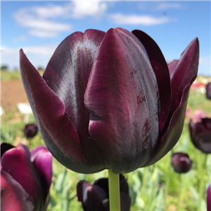 Tulip (Select) 'Queen Of The Night'. Loose Per 10 Bulbs.
